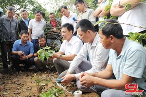 Tái canh, cải tạo vườn cà phê