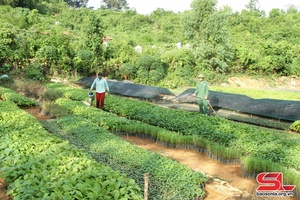 Phù Yên mở rộng diện tích trồng cây phân tán