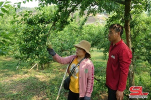  Chủ động phòng trừ sâu bệnh cho cây ăn quả