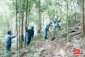 Hiệu quả chính sách chi trả dịch vụ môi trường rừng