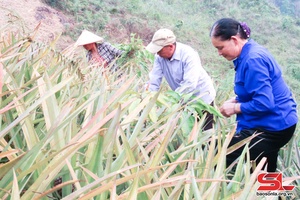 Chi bộ tiêu biểu học và làm theo Bác