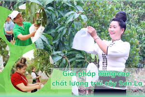 Giải pháp nâng cao chất lượng trái cây Sơn La