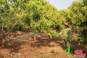 Chủ động phòng chống hạn cho cây trồng