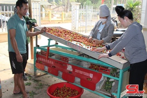 Mùa thu mận ở Thành phố 