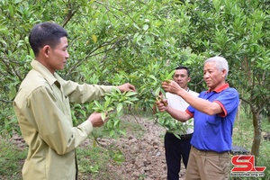 Nà Khoang chuyển đổi cơ cấu cây trồng, vật nuôi