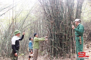 Chủ động phòng, chống cháy rừng mùa khô