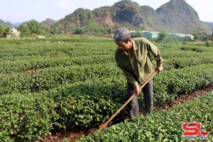 Những cựu chiến binh gương mẫu