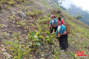 Thuận Châu nơi Bác Hồ về thăm