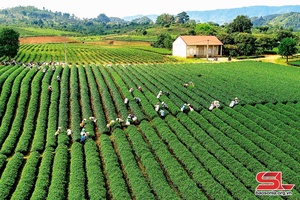 Sơn La - Hành động để tăng trưởng xanh