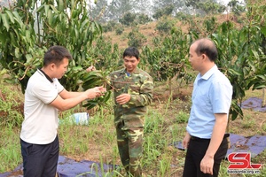 Sốp Cộp chăm sóc cây ăn quả