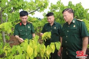 Đoàn cán bộ CCB tỉnh Cao Bằng, Bắc Kạn thăm, trao đổi kinh nghiệm tại HTX Cựu chiến binh Mai Sơn
