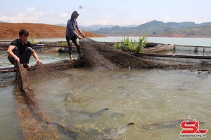 Liên kết nuôi trồng thủy sản ở Quỳnh Nhai