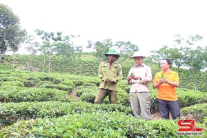 Đảng bộ xã Chiềng Khoa lãnh đạo phát triển kinh tế