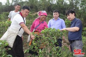 Phát triển kinh tế - xã hội vùng đồng bào dân tộc thiểu số 