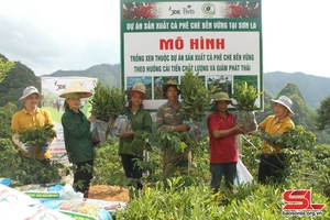 Sản xuất cà phê chè bền vững