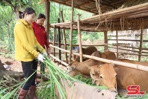 Hiệu quả mô hình tổ liên kết chăn nuôi