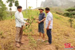 Trồng cây trên đất dốc theo hướng bền vững