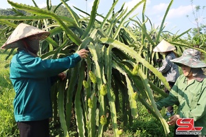 Những mô hình, việc làm cụ thể trong học và làm theo Bác