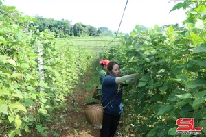 Những phụ nữ sản xuất, kinh doanh giỏi ở Mai Sơn
