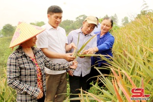 Quỳnh Nhai học và làm theo Bác