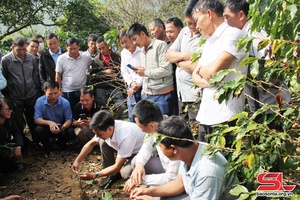 Cựu chiến binh Thành phố giúp nhau làm kinh tế giỏi