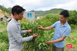 Thực hiện các chính sách hỗ trợ vùng đồng bào dân tộc thiểu số