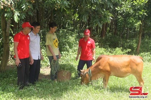 Tạo sinh kế bền vững từ dự án “Ngân hàng bò”