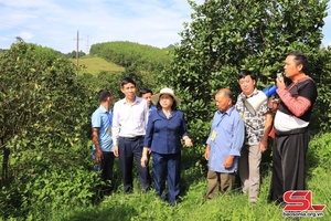 Đoàn công tác tỉnh Bắc Kạn thăm mô hình kinh tế, du lịch tại huyện Mộc Châu và Vân Hồ