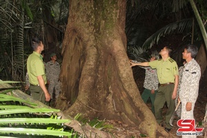 Giữ màu xanh những cánh rừng