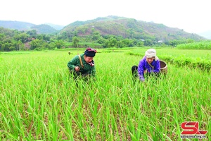 Tập trung lãnh đạo nhân dân phát triển kinh tế