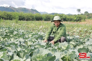 Xây dựng vùng chuyên canh rau an toàn