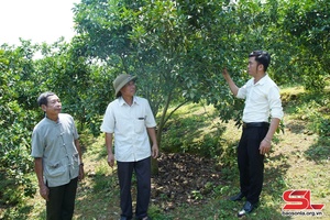 Phù Yên đa dạng các loại cây trồng