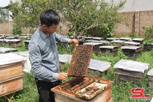 Xây dựng thương hiệu mật ong Vân Hồ