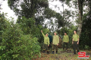 'Ngăn chặn “lâm tặc” phá rừng đặc dụng ở Thuận Châu • Bài 2: Kiên quyết xử lý dứt điểm tình trạng khai thác lâm sản trái phép