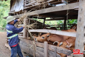 Nông dân Chiềng Khương nuôi gia súc nhốt chuồng