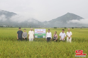 Hội thảo đánh giá mô hình cây lúa sử dụng phân bón Sông Lam Tây Bắc