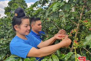 Sơn La - Vùng chuyên canh cà phê đặc sản, chất lượng cao