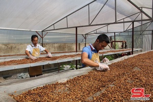 Cà phê hòa tan sấy thăng hoa – sản phẩm cà phê đặc sản nguyên chất Arabica Sơn La