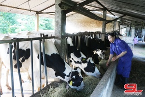 Thu nhập cao từ nuôi bò sữa