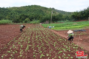 Trồng cây vụ đông theo hướng thâm canh