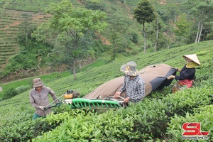 Hướng đến sản xuất nông nghiệp hiện đại