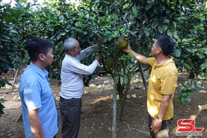 Mai Sơn phát triển cây ăn quả có múi