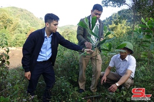 Mai Sơn tăng cường quản lý và bảo vệ rừng