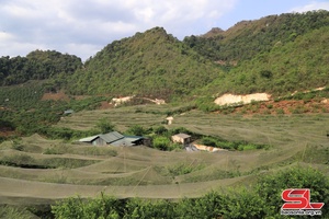 Mộc Châu chủ động phòng, chống thiên tai