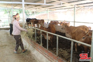 Sông Mã tập trung phát triển chăn nuôi đại gia súc tại các xã khu vực III