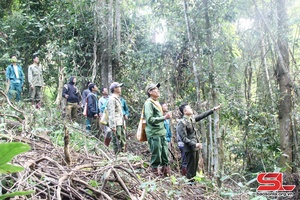 Nâng cao hiệu quả công tác quản lý, bảo vệ và phát triển rừng