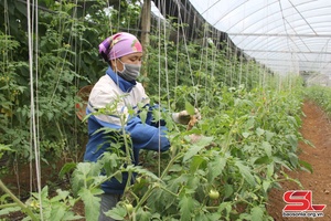 Đông Sang phát triển nông nghiệp ứng dụng công nghệ cao