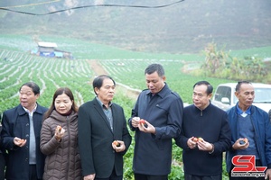 Đoàn công tác tỉnh Hủa Phăn và Xay Sổm Bun thăm một số mô hình nông nghiệp tại huyện Mai Sơn