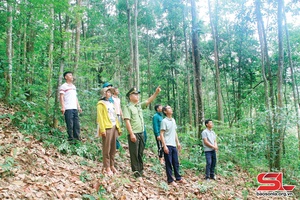 Xanh thêm những cánh rừng