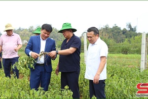 'Đồng chí Phó Bí thư Thường trực Tỉnh ủy thăm, nắm tình hình hoạt động sản xuất một số HTX, doanh nghiệp trên địa bàn huyện Mộc Châu